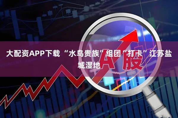 大配资APP下载 “水鸟贵族”组团“打卡”江苏盐城湿地